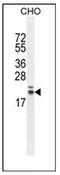 RING finger protein 185 antibody, AP53680PU-N, Origene, Western Blot image 