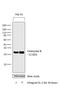 CTLA-1 antibody, PA1-26616, Invitrogen Antibodies, Western Blot image 