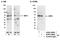 Interferon regulatory factor 5 antibody, A303-386A, Bethyl Labs, Immunoprecipitation image 
