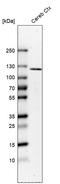 Extracellular Leucine Rich Repeat And Fibronectin Type III Domain Containing 2 antibody, HPA000781, Atlas Antibodies, Western Blot image 