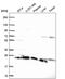 Ribosomal Protein S5 antibody, PA5-66442, Invitrogen Antibodies, Western Blot image 