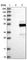 Fc Fragment Of IgM Receptor antibody, HPA003910, Atlas Antibodies, Western Blot image 