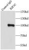 Kinesin-like protein KIF3C antibody, FNab04564, FineTest, Immunoprecipitation image 