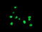Developmental Pluripotency Associated 4 antibody, TA800026, Origene, Immunofluorescence image 