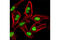 Histone Deacetylase 2 antibody, 5113S, Cell Signaling Technology, Immunocytochemistry image 