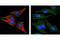 Ribosomal Protein S6 antibody, 2217S, Cell Signaling Technology, Immunocytochemistry image 