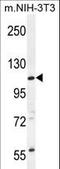 Coiled-Coil Domain Containing 158 antibody, LS-C168407, Lifespan Biosciences, Western Blot image 