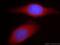 Segment polarity protein dishevelled homolog DVL-2 antibody, 12037-1-AP, Proteintech Group, Immunofluorescence image 
