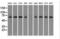 Leukotriene A4 Hydrolase antibody, LS-B12233, Lifespan Biosciences, Western Blot image 
