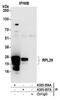 60S ribosomal protein L29 antibody, A305-056A, Bethyl Labs, Immunoprecipitation image 