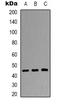 Dual Specificity Phosphatase 4 antibody, orb338891, Biorbyt, Western Blot image 