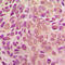 HsMAD2 antibody, LS-C352490, Lifespan Biosciences, Immunohistochemistry paraffin image 