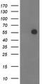 Integrin Alpha FG-GAP Repeat Containing 2 antibody, CF503048, Origene, Western Blot image 