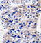 Ras-related protein Rab-35 antibody, TA322458, Origene, Immunohistochemistry paraffin image 