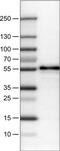 WW Domain Containing Transcription Regulator 1 antibody, MA5-24603, Invitrogen Antibodies, Western Blot image 