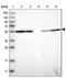 Coiled-Coil Domain Containing 40 antibody, NBP1-82162, Novus Biologicals, Western Blot image 