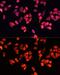 Angiopoietin 2 antibody, GTX55512, GeneTex, Immunofluorescence image 