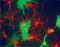 Internexin Neuronal Intermediate Filament Protein Alpha antibody, PA3-16725, Invitrogen Antibodies, Immunohistochemistry frozen image 