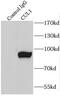 Cullin 1 antibody, FNab02073, FineTest, Immunoprecipitation image 