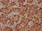 H12 antibody, LS-C676855, Lifespan Biosciences, Immunohistochemistry paraffin image 