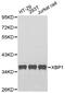 X-Box Binding Protein 1 antibody, abx006693, Abbexa, Western Blot image 