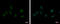 Splicing Factor 3b Subunit 3 antibody, GTX122554, GeneTex, Immunofluorescence image 