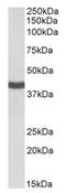 SYNCAM antibody, AP21519PU-N, Origene, Western Blot image 