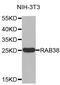 Ras-related protein Rab-38 antibody, abx007264, Abbexa, Western Blot image 