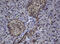 Zinc finger and SCAN domain-containing protein 4 antibody, M13391, Boster Biological Technology, Immunohistochemistry paraffin image 