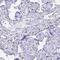 Zinc Finger Protein 850 antibody, PA5-56107, Invitrogen Antibodies, Immunohistochemistry frozen image 