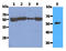 Tubulin Beta 2B Class IIb antibody, AM09384PU-N, Origene, Western Blot image 