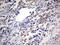 Ald antibody, LS-C336805, Lifespan Biosciences, Immunohistochemistry frozen image 