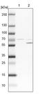 Sec1 Family Domain Containing 1 antibody, PA5-51966, Invitrogen Antibodies, Western Blot image 