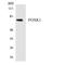 Forkhead Box K1 antibody, LS-C291953, Lifespan Biosciences, Western Blot image 