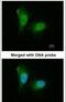 Proteasome Subunit Alpha 2 antibody, PA5-21502, Invitrogen Antibodies, Immunofluorescence image 