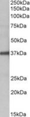 FUT2 antibody, MBS423190, MyBioSource, Western Blot image 