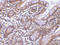 Baculoviral IAP Repeat Containing 7 antibody, ADI-905-230-100, Enzo Life Sciences, Immunohistochemistry paraffin image 