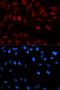 Proliferation-Associated 2G4 antibody, GTX54589, GeneTex, Immunofluorescence image 