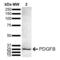 Platelet Derived Growth Factor Subunit B antibody, SPC-770D-A488, StressMarq, Western Blot image 