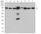 DEAD-Box Helicase 1 antibody, NBP2-61745, Novus Biologicals, Western Blot image 