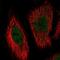 Bmk1 antibody, NBP2-58369, Novus Biologicals, Immunofluorescence image 