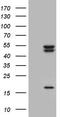Casein Kinase 1 Epsilon antibody, TA803801, Origene, Western Blot image 