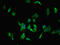 Discs Large MAGUK Scaffold Protein 1 antibody, orb53351, Biorbyt, Immunofluorescence image 