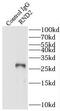 Rho Family GTPase 2 antibody, FNab07332, FineTest, Immunoprecipitation image 