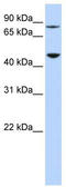 Diphthamide Biosynthesis 2 antibody, TA340018, Origene, Western Blot image 