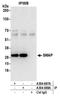 Small acidic protein antibody, A304-687A, Bethyl Labs, Immunoprecipitation image 