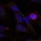 ETS Transcription Factor ELK1 antibody, GTX50691, GeneTex, Immunofluorescence image 