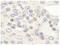 Zinc Finger Protein 592 antibody, NB100-74657, Novus Biologicals, Immunohistochemistry frozen image 