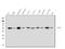 Succinyl-CoA:3-ketoacid-coenzyme A transferase 1, mitochondrial antibody, A07229-1, Boster Biological Technology, Western Blot image 
