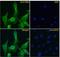 Fibrillin 1 antibody, LS-C108910, Lifespan Biosciences, Immunofluorescence image 